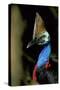 Southern Cassowary Male in Tropical Rainforest-null-Stretched Canvas