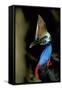 Southern Cassowary Male in Tropical Rainforest-null-Framed Stretched Canvas