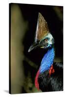 Southern Cassowary Male in Tropical Rainforest-null-Stretched Canvas