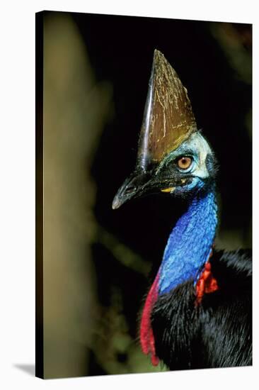 Southern Cassowary Male in Tropical Rainforest-null-Stretched Canvas