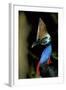 Southern Cassowary Male in Tropical Rainforest-null-Framed Photographic Print