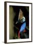 Southern Cassowary Male in Tropical Rainforest-null-Framed Photographic Print