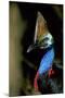 Southern Cassowary Male in Tropical Rainforest-null-Mounted Photographic Print