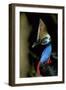 Southern Cassowary Male in Tropical Rainforest-null-Framed Photographic Print