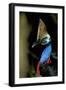 Southern Cassowary Male in Tropical Rainforest-null-Framed Photographic Print