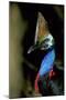 Southern Cassowary Male in Tropical Rainforest-null-Mounted Photographic Print