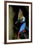 Southern Cassowary Male in Tropical Rainforest-null-Framed Photographic Print