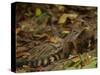 Southern Coati, Amazonia, Ecuador-Pete Oxford-Stretched Canvas
