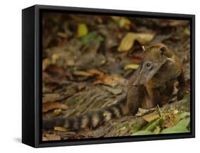 Southern Coati, Amazonia, Ecuador-Pete Oxford-Framed Stretched Canvas