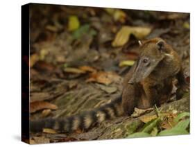 Southern Coati, Amazonia, Ecuador-Pete Oxford-Stretched Canvas