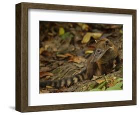 Southern Coati, Amazonia, Ecuador-Pete Oxford-Framed Premium Photographic Print