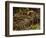 Southern Coati, Amazonia, Ecuador-Pete Oxford-Framed Premium Photographic Print