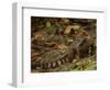 Southern Coati, Amazonia, Ecuador-Pete Oxford-Framed Premium Photographic Print