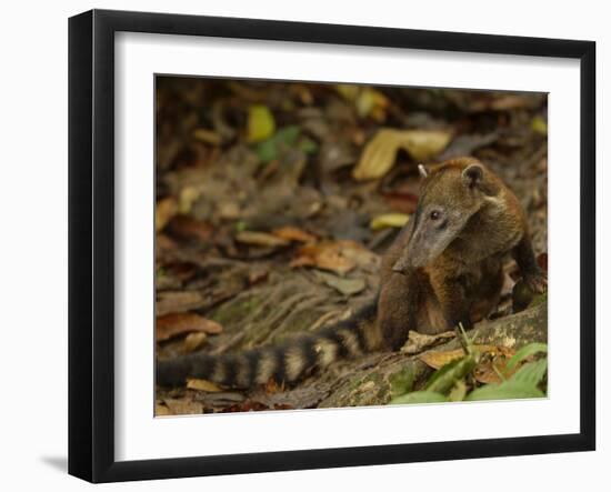 Southern Coati, Amazonia, Ecuador-Pete Oxford-Framed Photographic Print