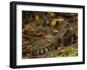 Southern Coati, Amazonia, Ecuador-Pete Oxford-Framed Photographic Print