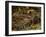 Southern Coati, Amazonia, Ecuador-Pete Oxford-Framed Photographic Print