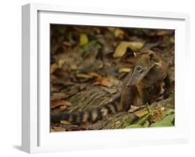 Southern Coati, Amazonia, Ecuador-Pete Oxford-Framed Photographic Print