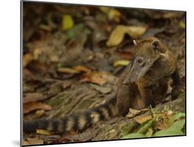 Southern Coati, Amazonia, Ecuador-Pete Oxford-Mounted Photographic Print