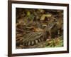 Southern Coati, Amazonia, Ecuador-Pete Oxford-Framed Photographic Print