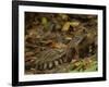 Southern Coati, Amazonia, Ecuador-Pete Oxford-Framed Photographic Print