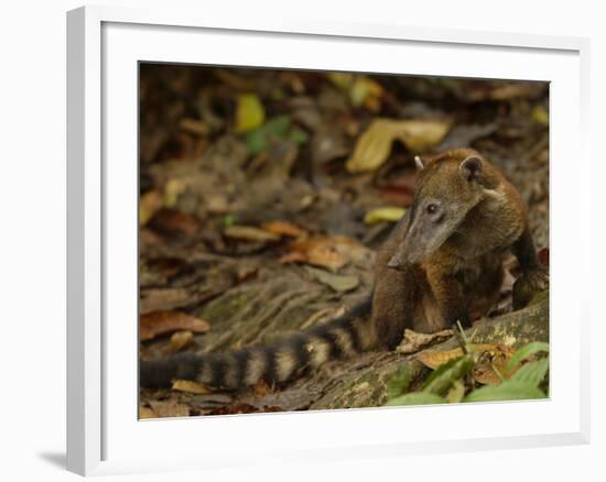 Southern Coati, Amazonia, Ecuador-Pete Oxford-Framed Photographic Print