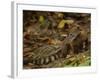 Southern Coati, Amazonia, Ecuador-Pete Oxford-Framed Photographic Print