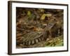 Southern Coati, Amazonia, Ecuador-Pete Oxford-Framed Photographic Print