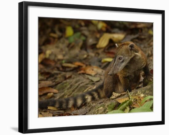 Southern Coati, Amazonia, Ecuador-Pete Oxford-Framed Photographic Print