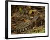 Southern Coati, Amazonia, Ecuador-Pete Oxford-Framed Photographic Print