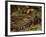 Southern Coati, Amazonia, Ecuador-Pete Oxford-Framed Photographic Print