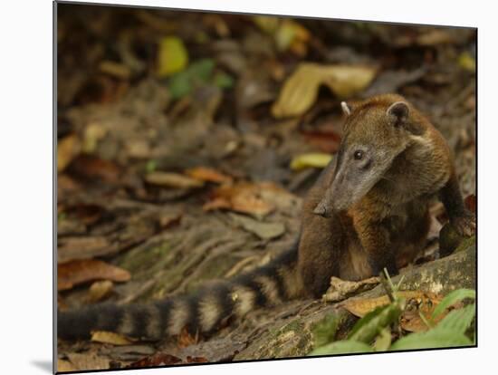 Southern Coati, Amazonia, Ecuador-Pete Oxford-Mounted Photographic Print