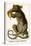 Southern Common Opposum-Albertus Seba-Stretched Canvas