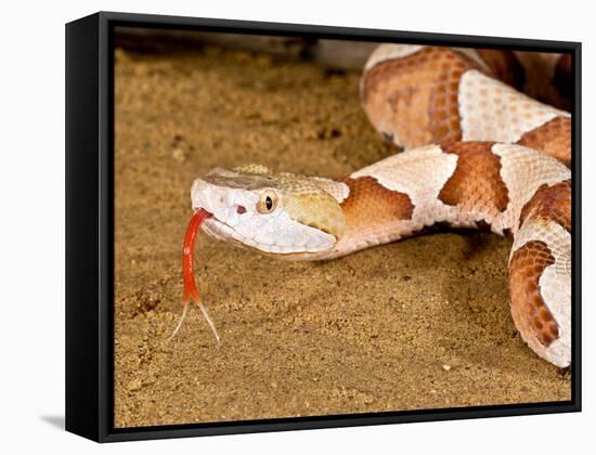 Southern Copperhead, Agkistrodon Contortrix Contortrix, Native to South Eastern Us-David Northcott-Framed Stretched Canvas