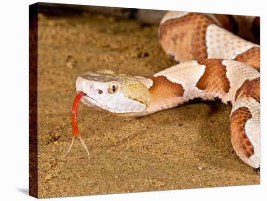 Southern Copperhead, Agkistrodon Contortrix Contortrix, Native to South Eastern Us-David Northcott-Stretched Canvas