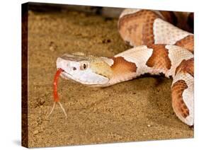 Southern Copperhead, Agkistrodon Contortrix Contortrix, Native to South Eastern Us-David Northcott-Stretched Canvas