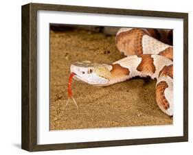 Southern Copperhead, Agkistrodon Contortrix Contortrix, Native to South Eastern Us-David Northcott-Framed Premium Photographic Print
