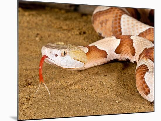 Southern Copperhead, Agkistrodon Contortrix Contortrix, Native to South Eastern Us-David Northcott-Mounted Photographic Print