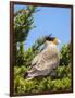 Southern crested caracara (Caracara plancus), Carcass Island, Falkland Islands-Martin Zwick-Framed Photographic Print