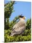Southern crested caracara (Caracara plancus), Carcass Island, Falkland Islands-Martin Zwick-Mounted Photographic Print