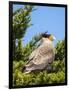 Southern crested caracara (Caracara plancus), Carcass Island, Falkland Islands-Martin Zwick-Framed Photographic Print