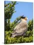 Southern crested caracara (Caracara plancus), Carcass Island, Falkland Islands-Martin Zwick-Stretched Canvas