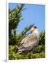 Southern crested caracara (Caracara plancus), Carcass Island, Falkland Islands-Martin Zwick-Framed Photographic Print