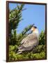 Southern crested caracara (Caracara plancus), Carcass Island, Falkland Islands-Martin Zwick-Framed Photographic Print