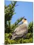 Southern crested caracara (Caracara plancus), Carcass Island, Falkland Islands-Martin Zwick-Mounted Photographic Print