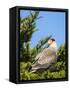 Southern crested caracara (Caracara plancus), Carcass Island, Falkland Islands-Martin Zwick-Framed Stretched Canvas