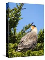 Southern crested caracara (Caracara plancus), Carcass Island, Falkland Islands-Martin Zwick-Stretched Canvas