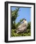 Southern crested caracara (Caracara plancus), Carcass Island, Falkland Islands-Martin Zwick-Framed Photographic Print
