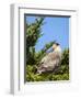 Southern crested caracara (Caracara plancus), Carcass Island, Falkland Islands-Martin Zwick-Framed Photographic Print