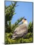 Southern crested caracara (Caracara plancus), Carcass Island, Falkland Islands-Martin Zwick-Mounted Photographic Print