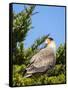 Southern crested caracara (Caracara plancus), Carcass Island, Falkland Islands-Martin Zwick-Framed Stretched Canvas